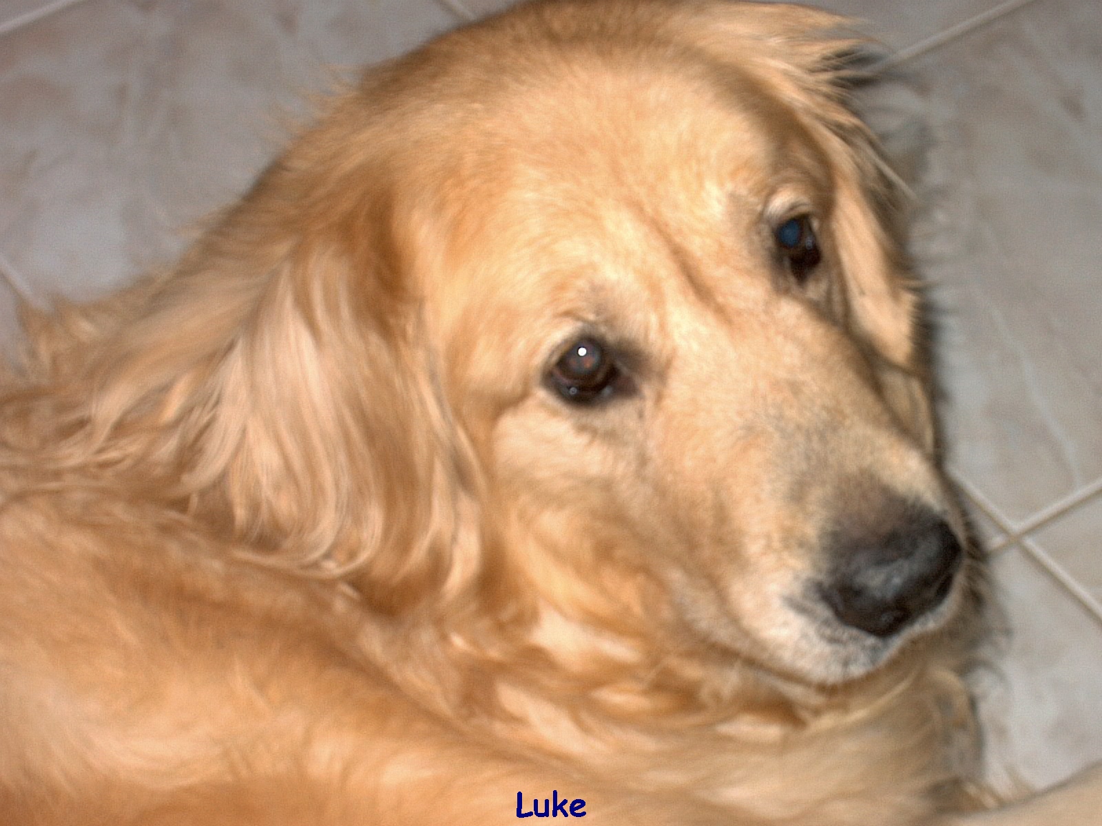 luke2003.jpg